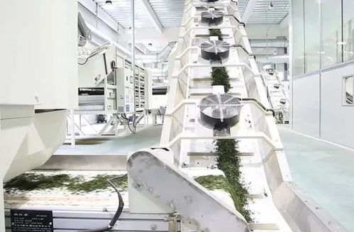 貴州省茶葉機械與茶葉加工的發(fā)展與前景
