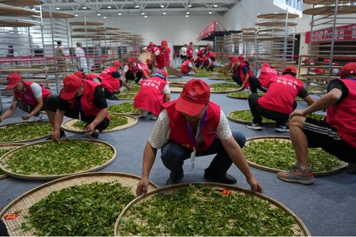 技顯匠心，茶韻飄香——第六屆全國農(nóng)業(yè)行業(yè)職業(yè)技能大賽茶葉加工工（精制）賽四川省選拔賽正式啟幕