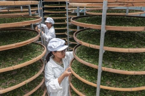 小罐茶 以科學(xué)革新中國茶產(chǎn)業(yè)，破局傳統(tǒng)加工三座大山