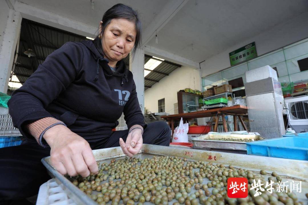 借長三角東風(fēng)，天長“茶葉加工”跑出加速度
